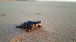 majestic HuaHin beach, still, turtles hatching on shore, photorealistic, mother turtle guiding, highly detailed, sand grains glistening, macro clarity, earthy tans, gentle dawn light, shot with a telephoto macro lens.